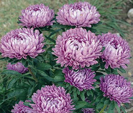 Aster ´Milady Lilac´