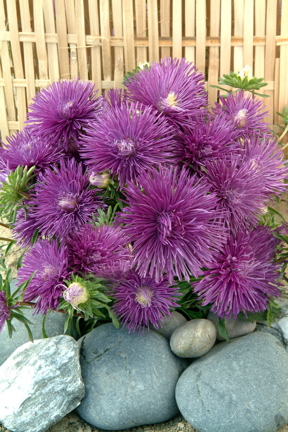 Aster ´Starlight Blue´