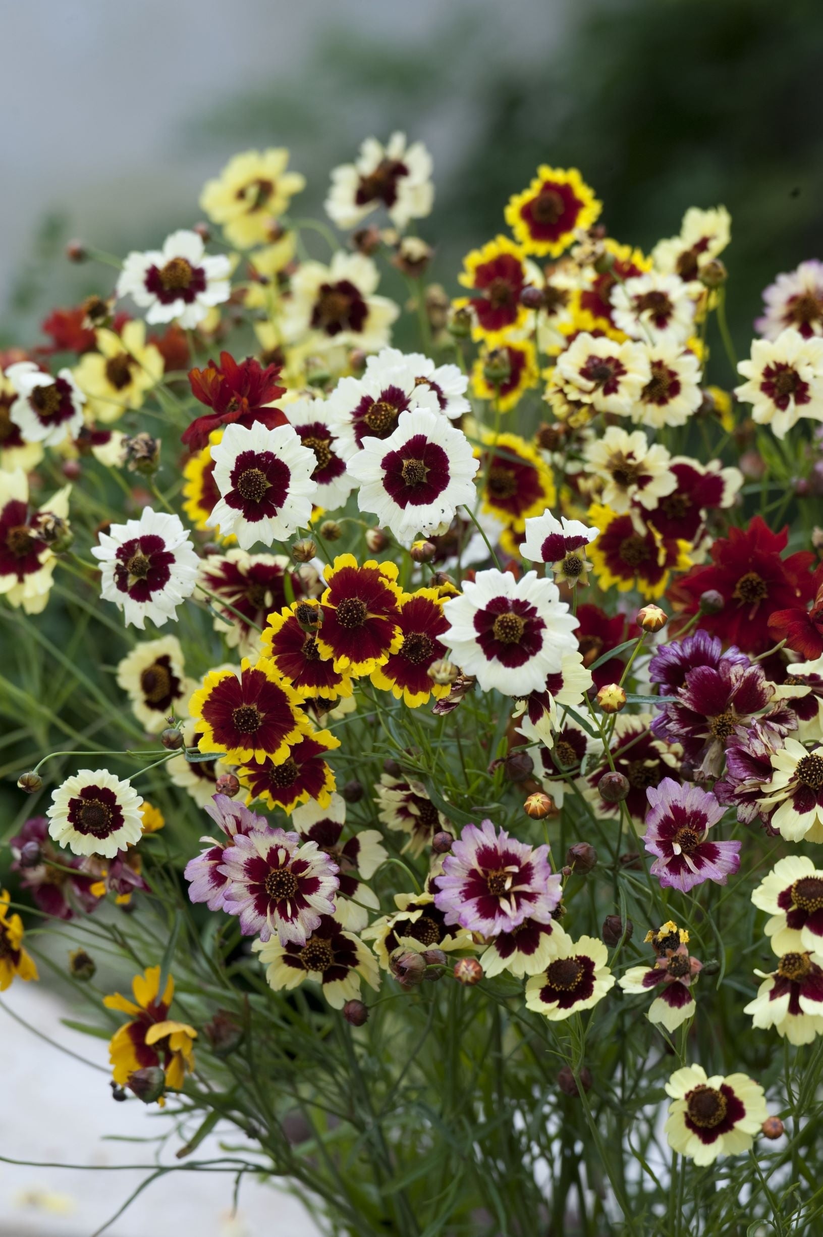 Tigeröga Frö ´Incredible tall mix´