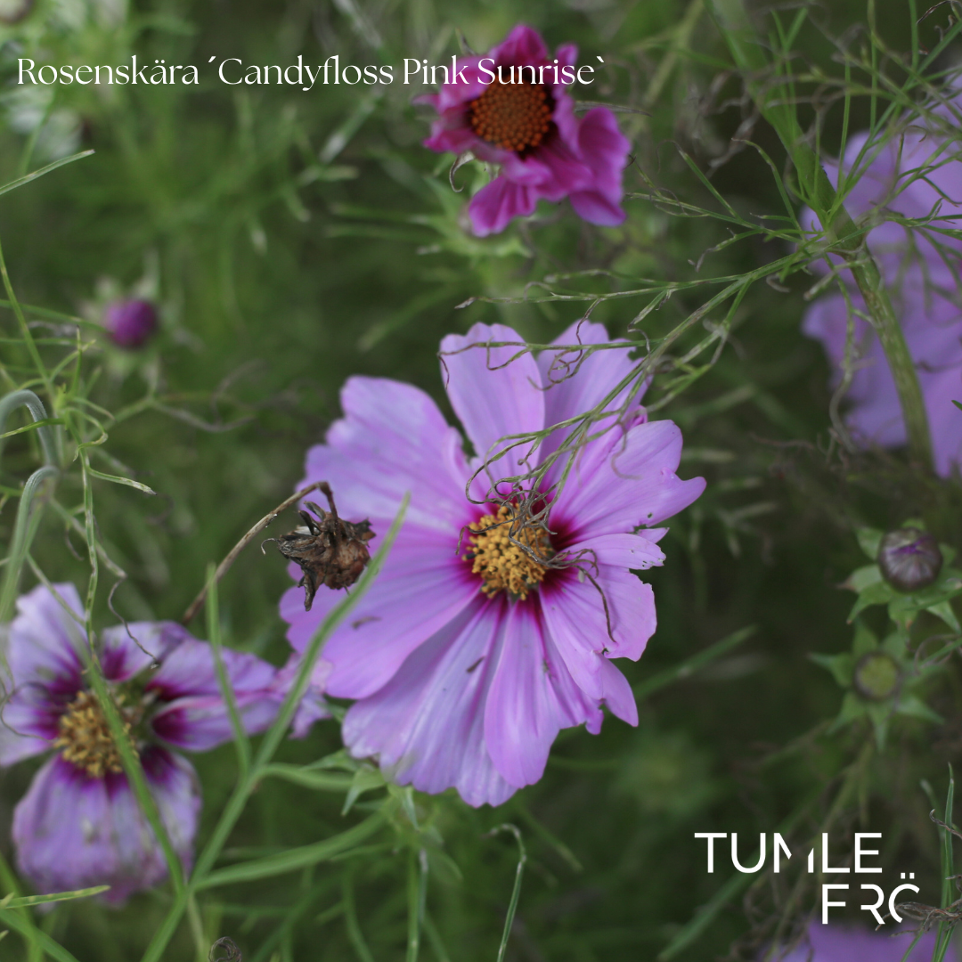 Rosenskära Frö ´Candyfloss Pink Sunrise´