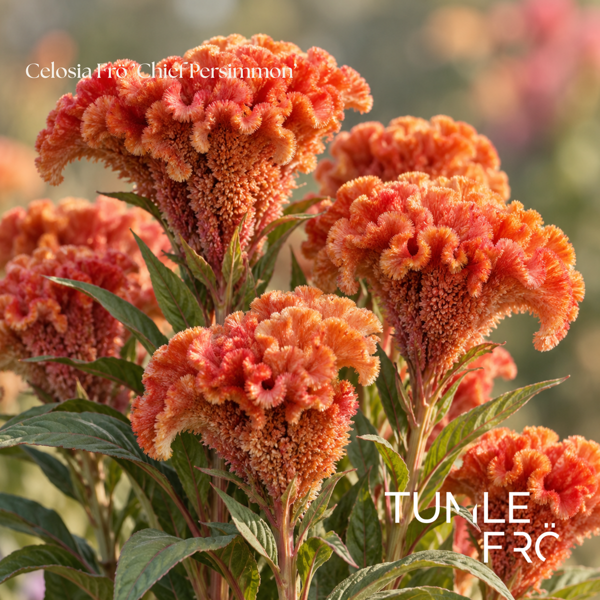 Celosia Frö ’Chief Persimmon’ NYHET!