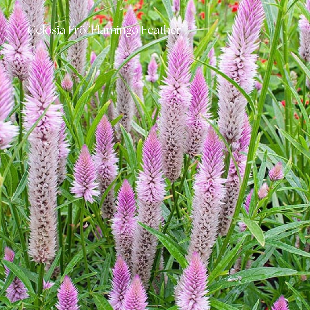 Celosia Frö ’Flamingo Feather’ NYHET!
