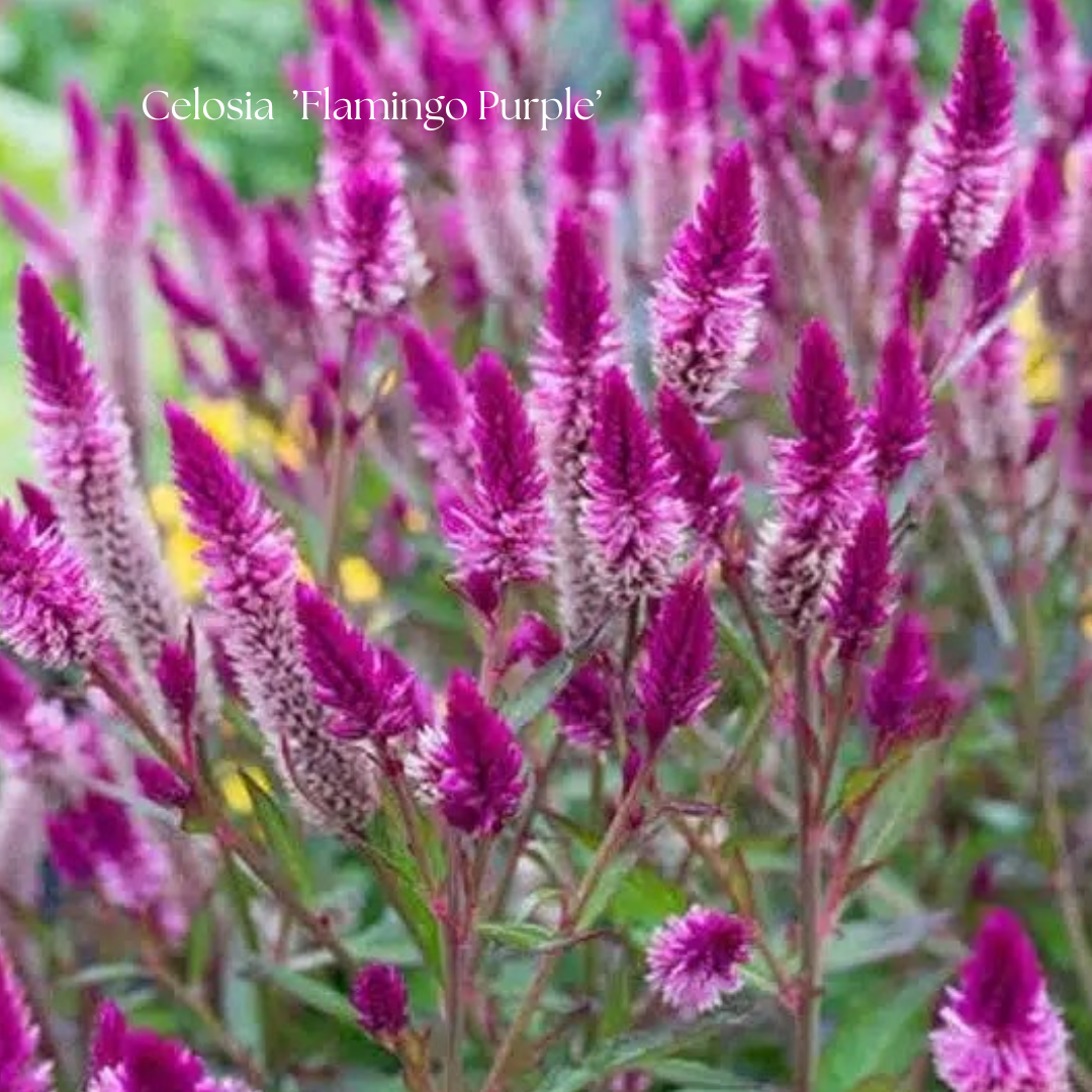 Celosia Frö ’Flamingo Purple’ NYHET!