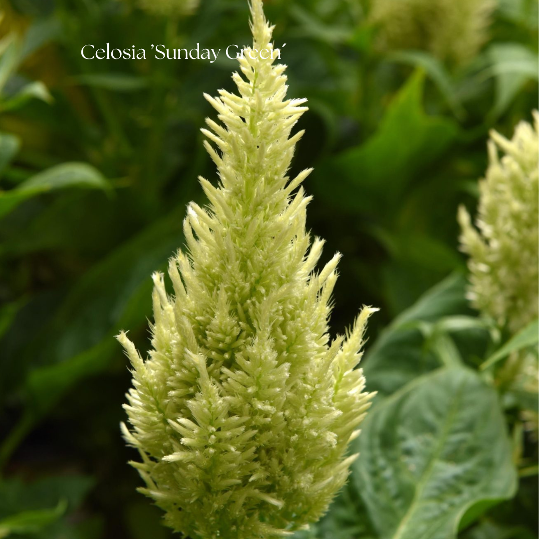 Celosia Frö ’Sunday Green´ NYHET!