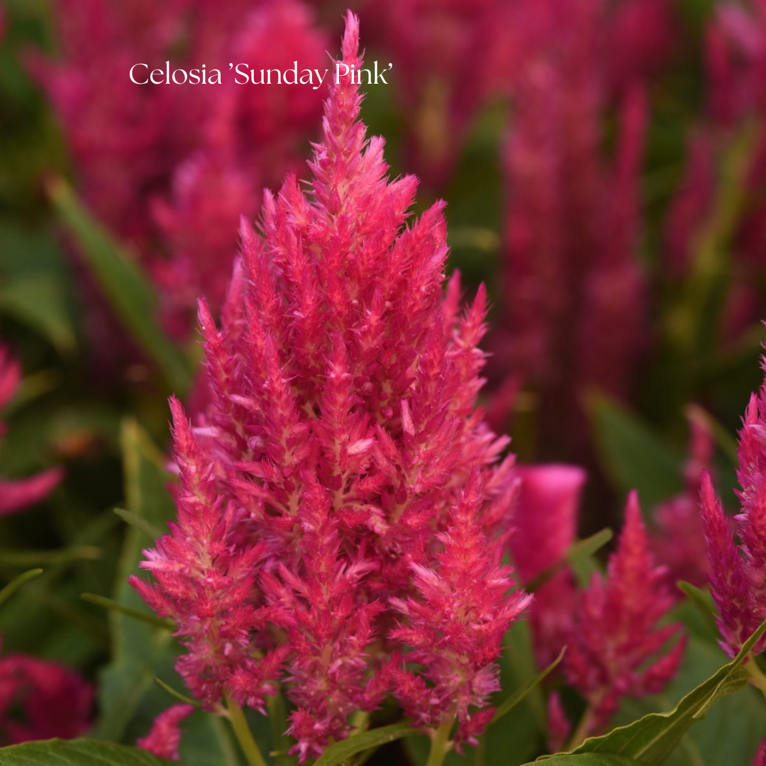 Celosia Frö ’Sunday Pink’ NYHET!