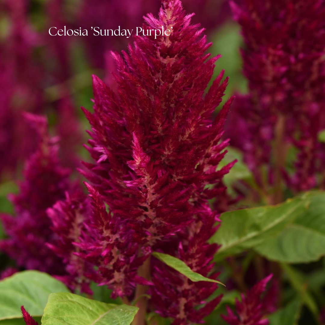 Celosia Frö ’Sunday Purple’ NYHET!