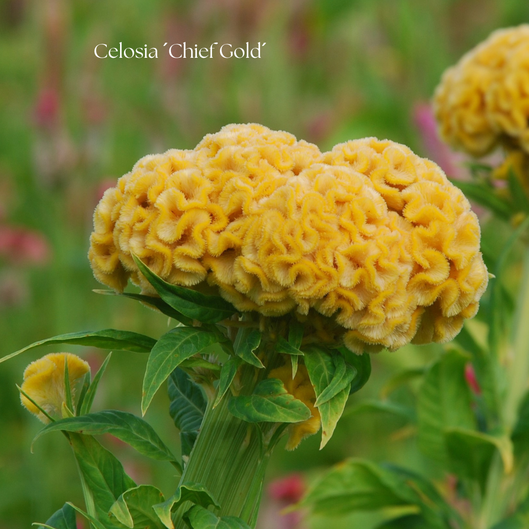 Celosia Frö ´Chief Gold´ NYHET!
