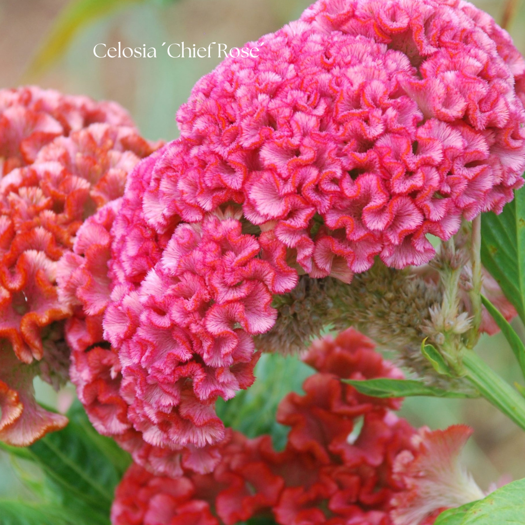 Celosia Frö ´Chief Rose´ NYHET!