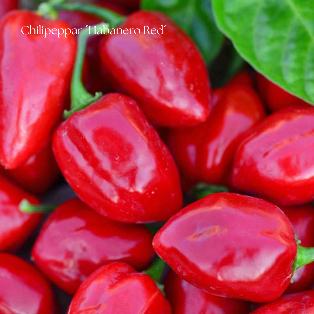 Chili Frö ’Habanero Red’