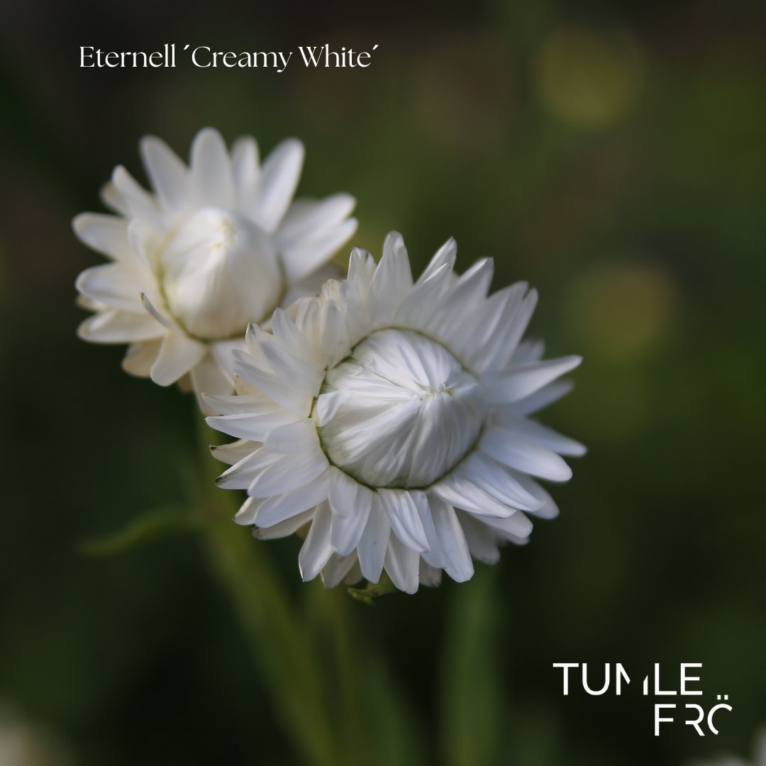 Eternell Frö ’Creamy White’ – Krämvita torkblommor – Tumle Frö