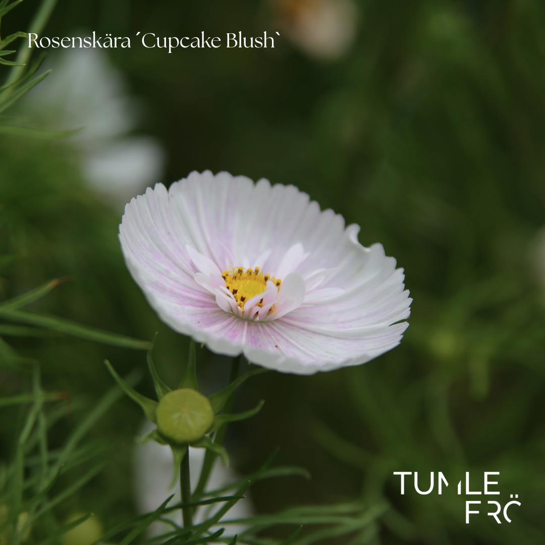 Rosenskära Frö ´Cupcake Blush´