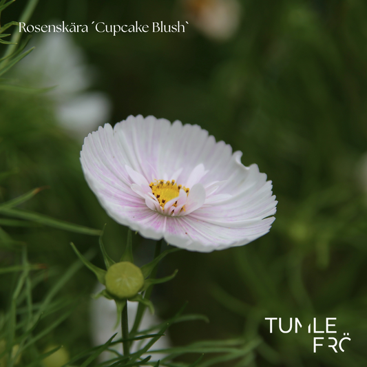 Rosenskära Frö ´Cupcake Blush´