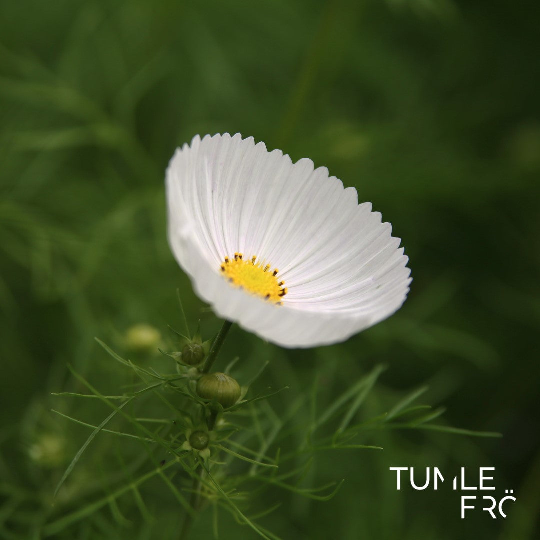 Rosenskära Frö ´Cupcakes White´
