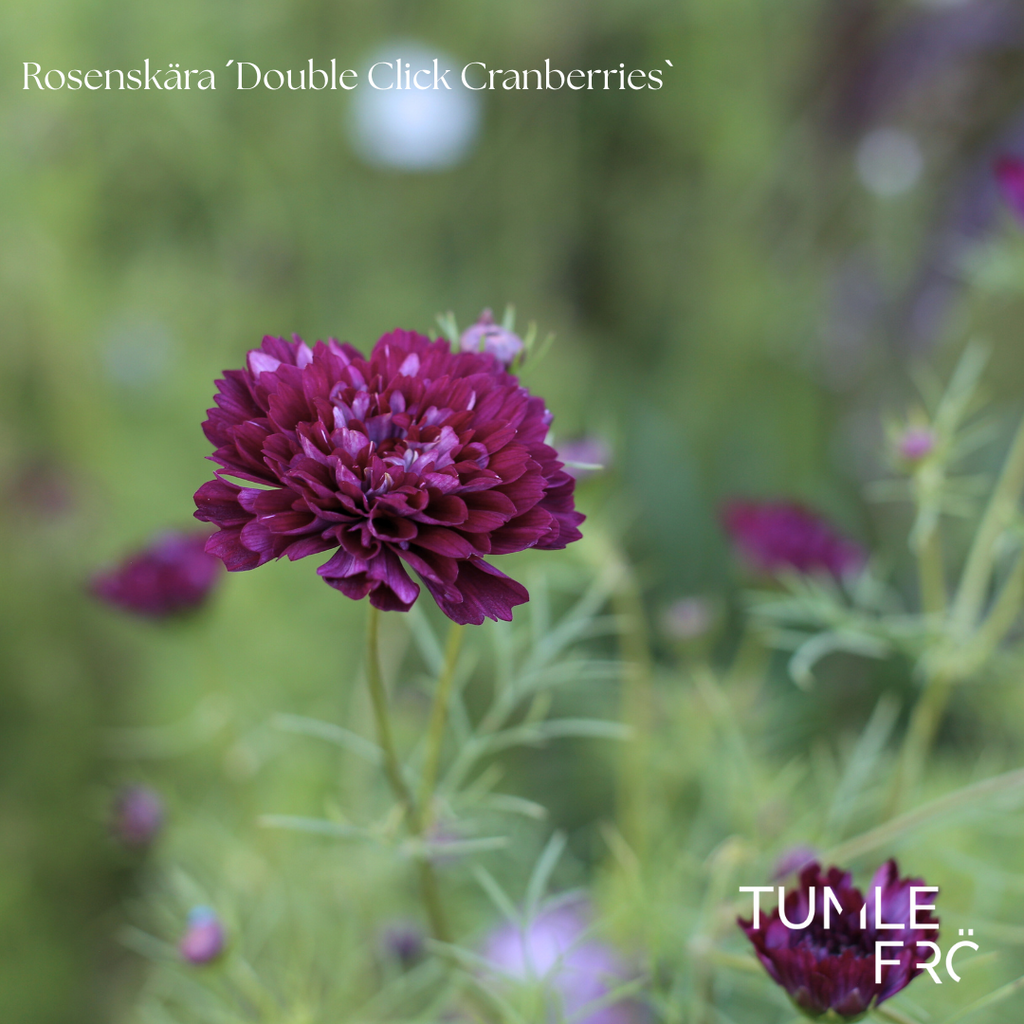Rosenskära Frö ´Double Click Cranberries´