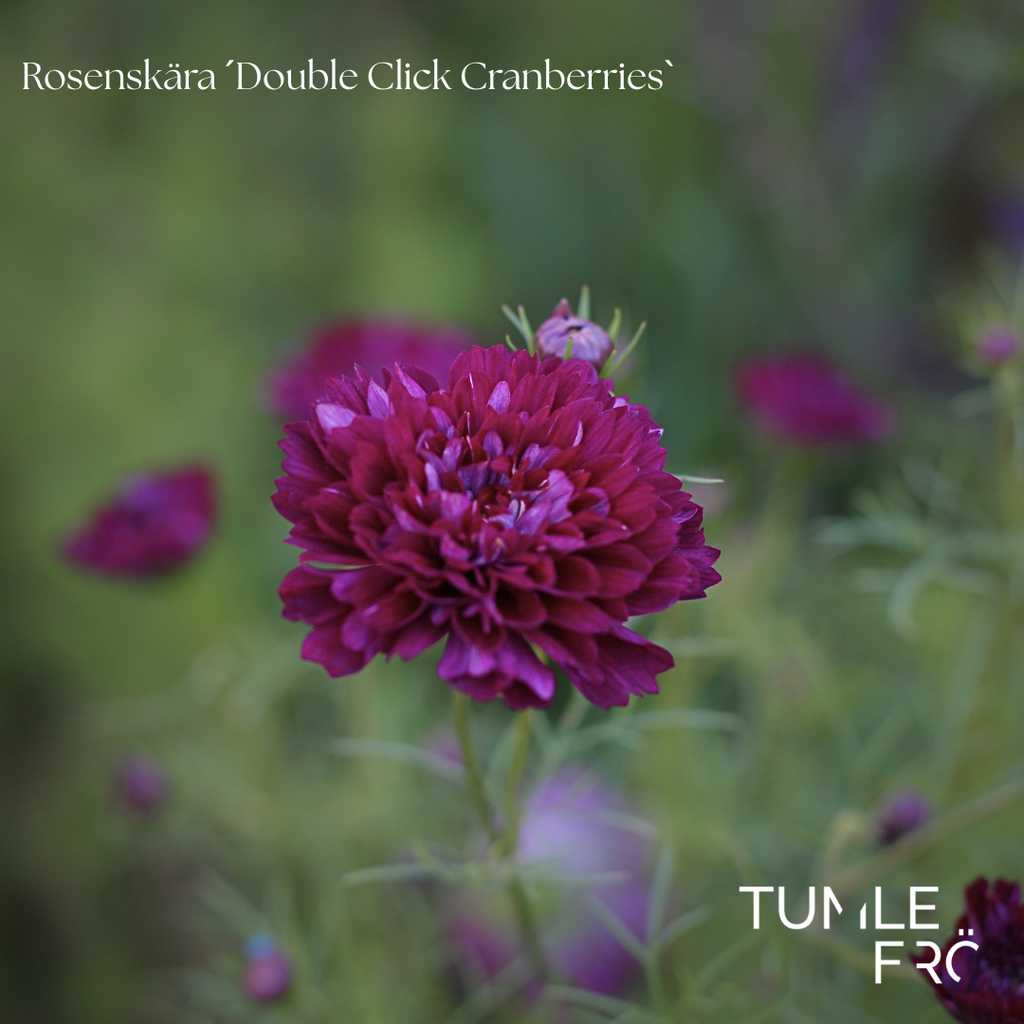 Rosenskära Frö ´Double Click Cranberries´