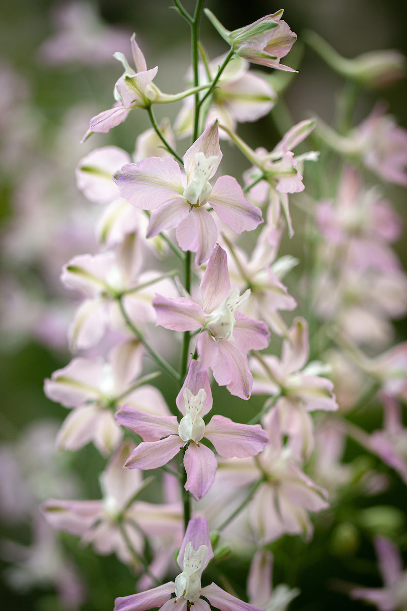 Riddarsporre Frö ´Fancy Belladonna´