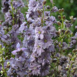 Riddarsporre Frö ´Misty Lavender´