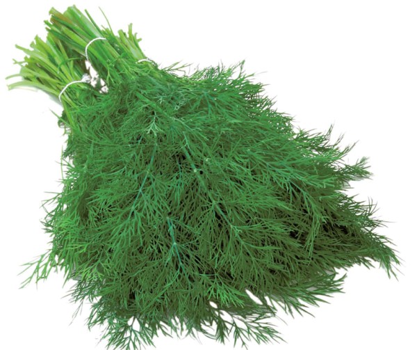 Dill Frö `Thalia´ Eko