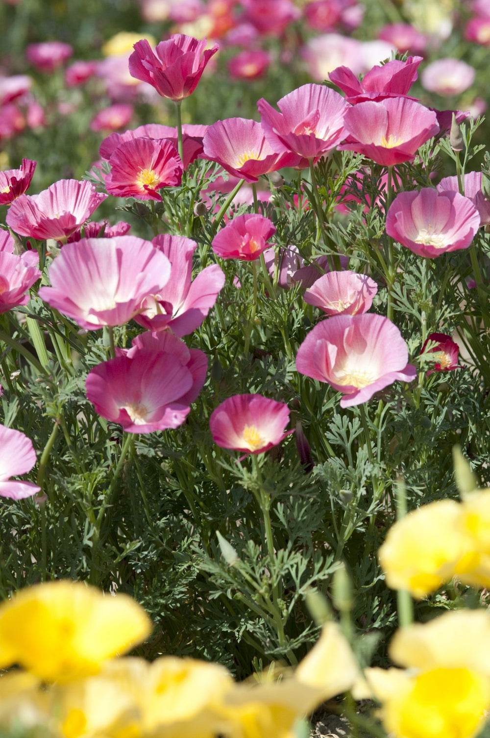 Sömntuta ´California Bush Rose´