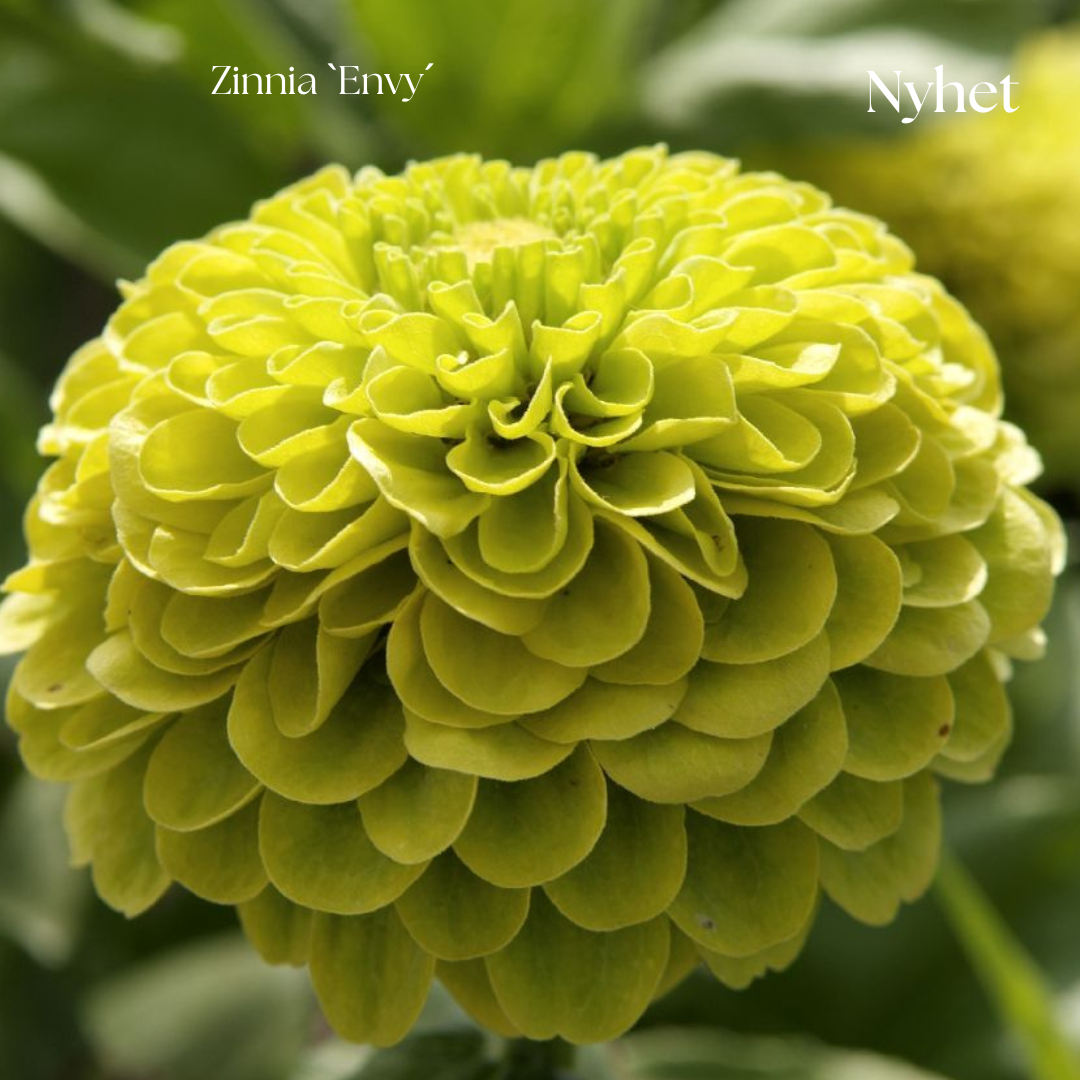 Zinnia Frö ´Envy´ NYHET!