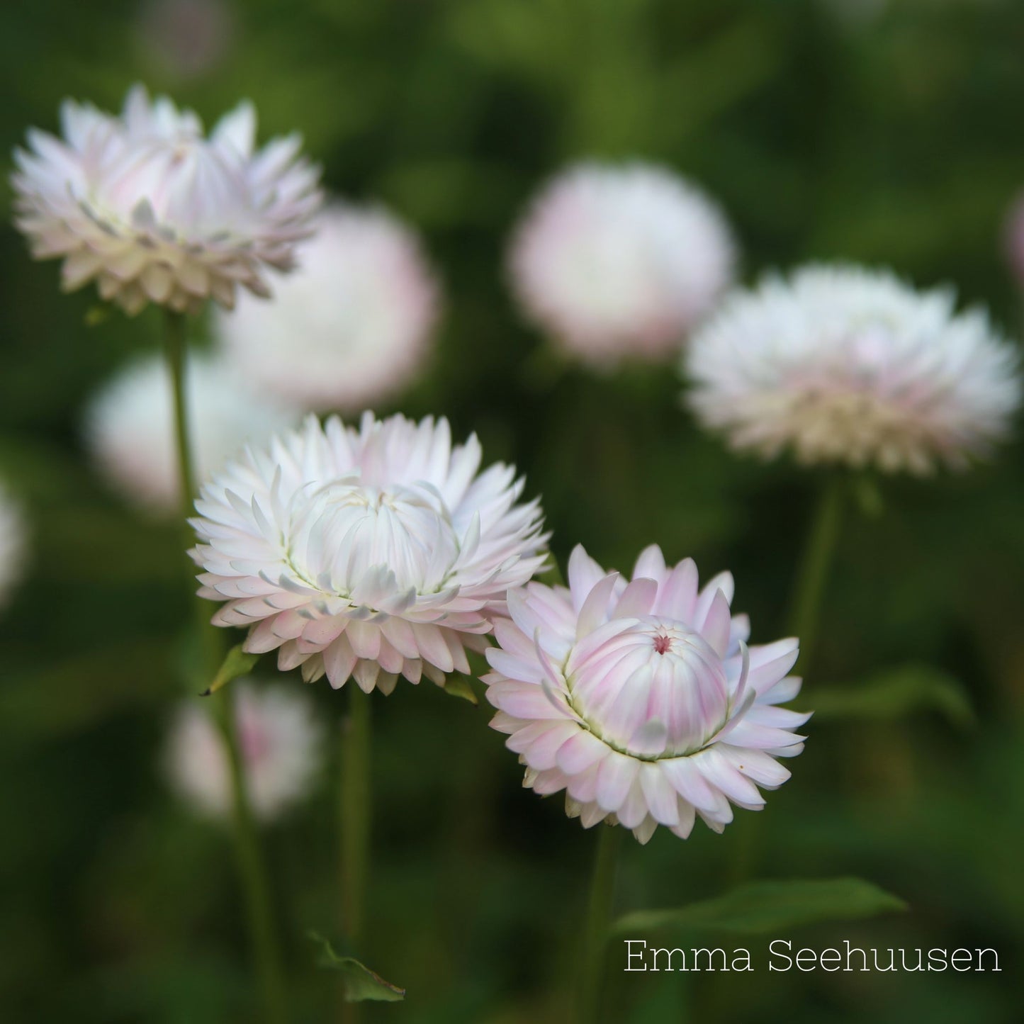 Eternell Frö ´Silvery Rose´