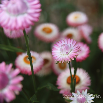 Eternell Frö ´Silvery Rose´