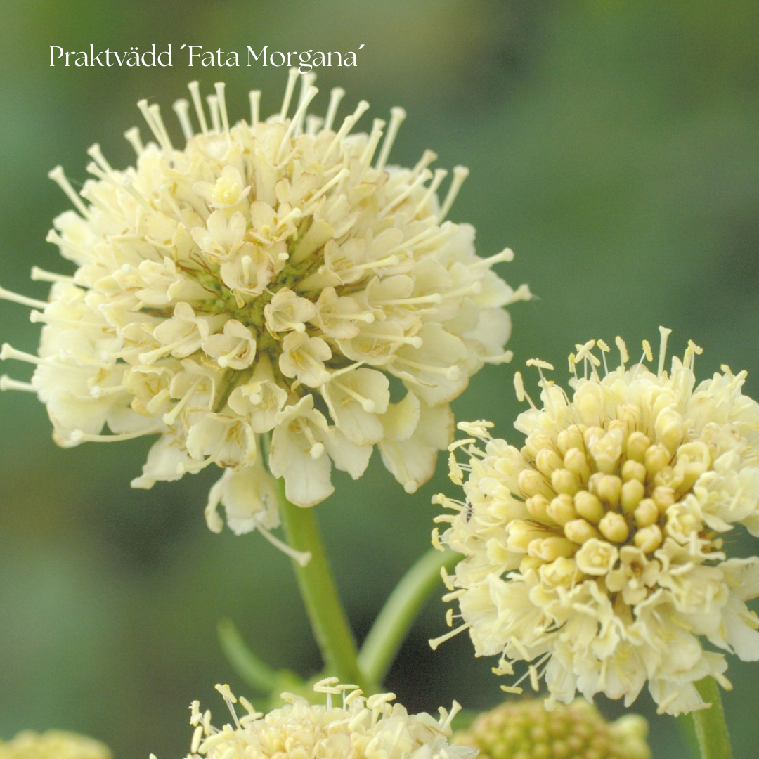 Praktvädd Frö ´Fata Morgana´