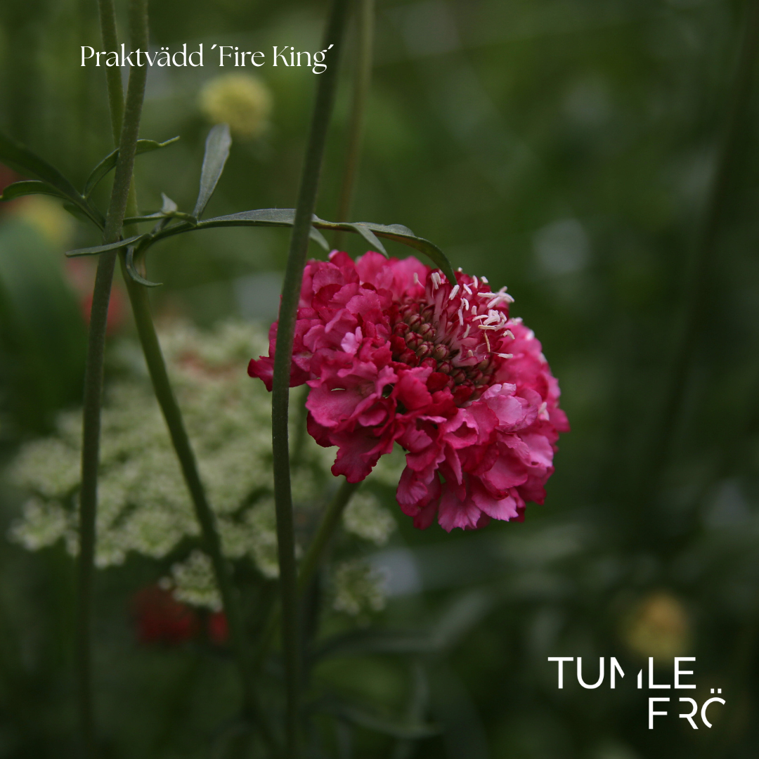 Praktvädd Frö ´Fire King´