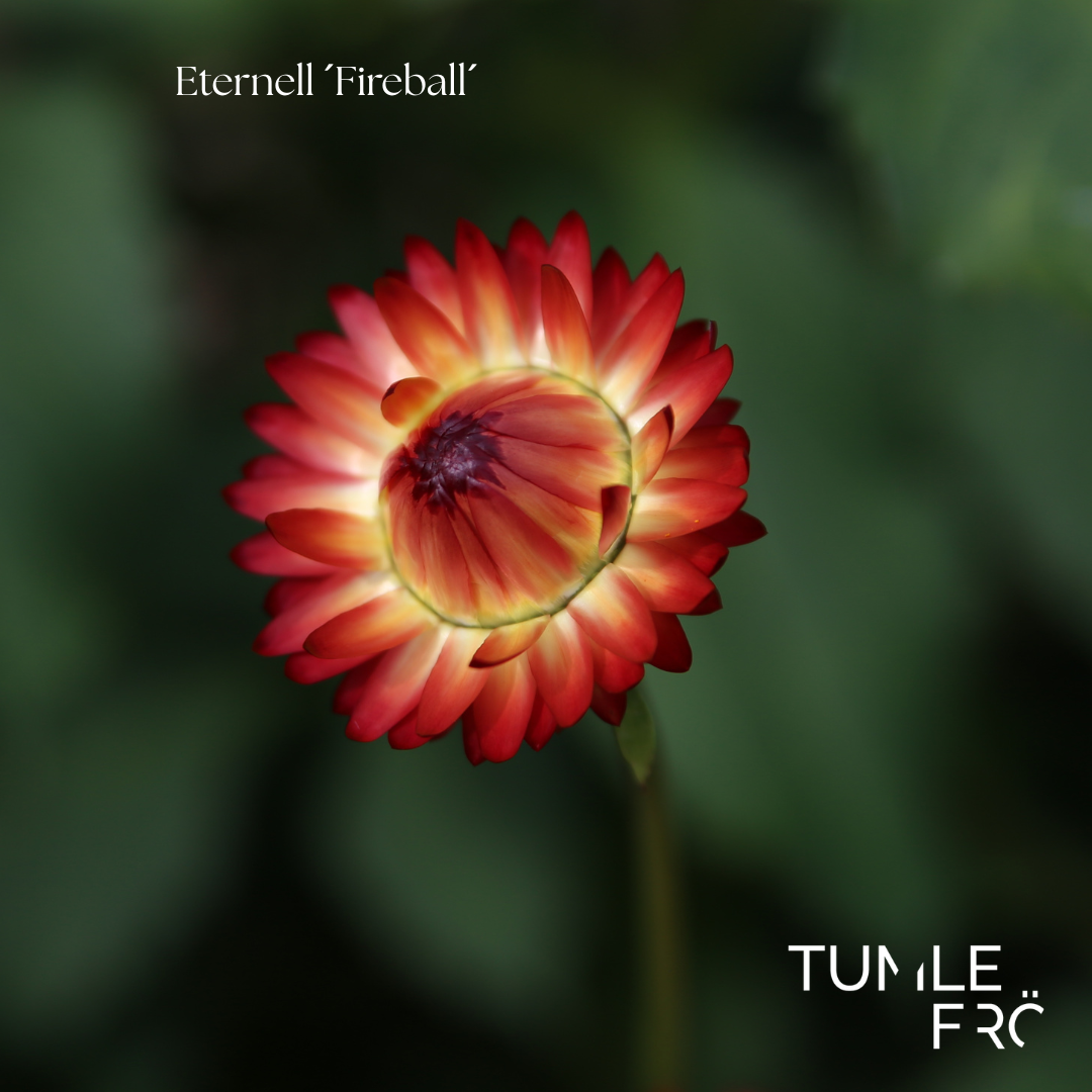 Eternell Frö ’Fireball’ – Röda och gula tvåfärgade blommor – Tumle Frö