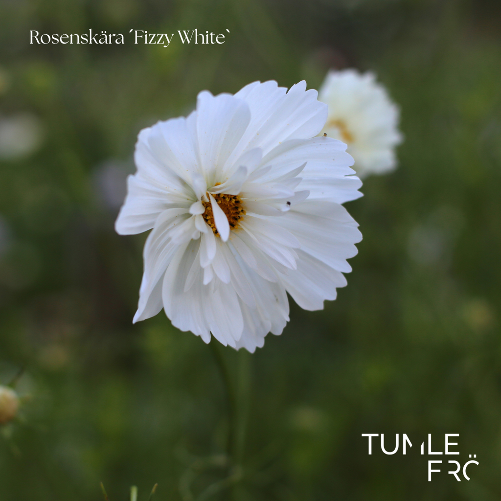 Rosenskära Frö ´Fizzy White´