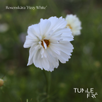 Rosenskära Frö ´Fizzy White´