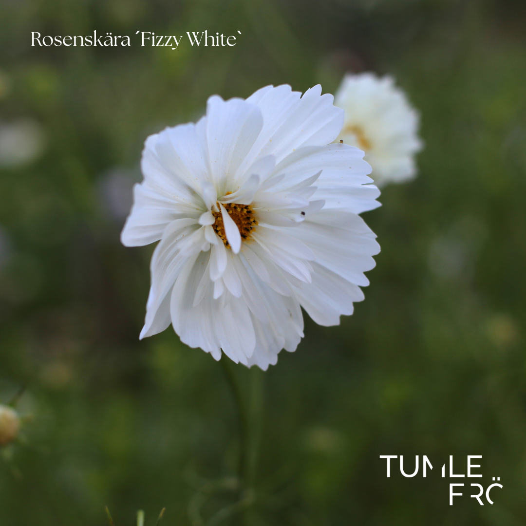 Rosenskära Frö ´Fizzy White´