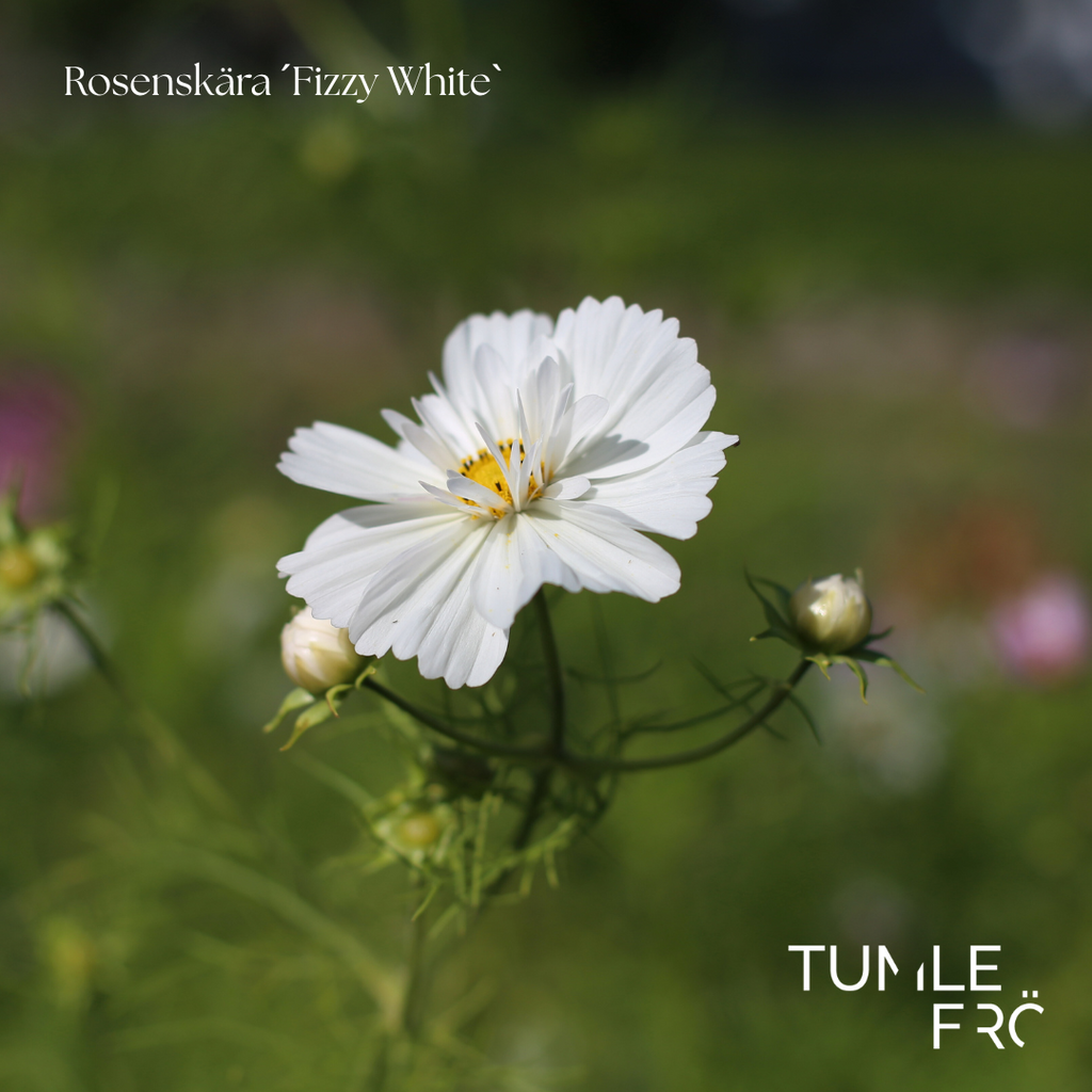Rosenskära Frö ´Fizzy White´