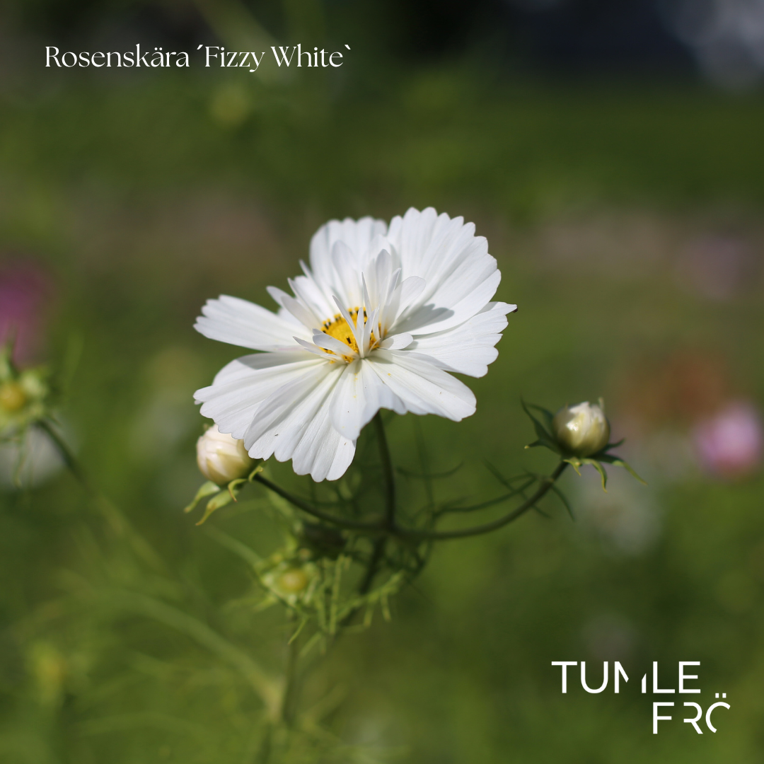 Rosenskära Frö ´Fizzy White´