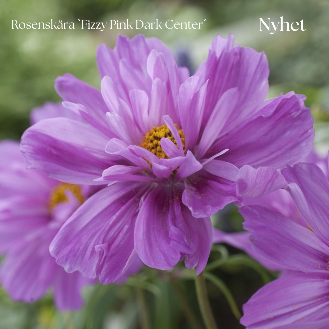 Rosenskära Frö ´Fizzy Pink Dark Center´