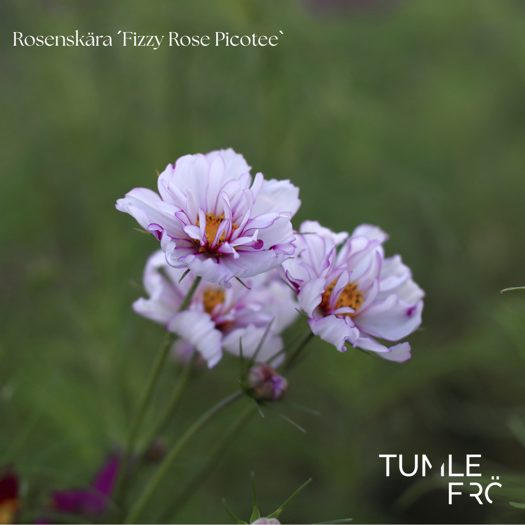 Rosenskära Frö ´Fizzy Rose Picotee´