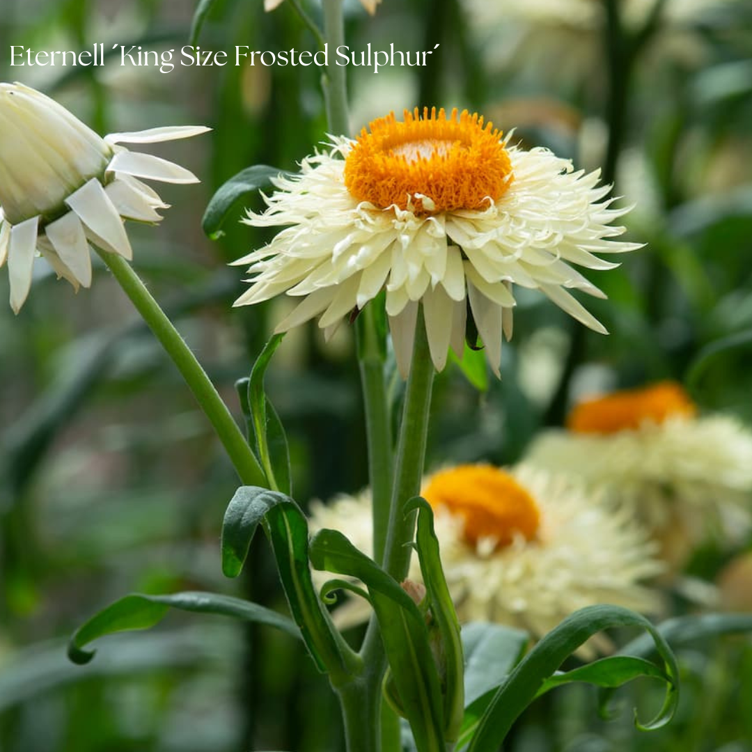 Eternell Frö King Size ´Frosted Sulphur´
