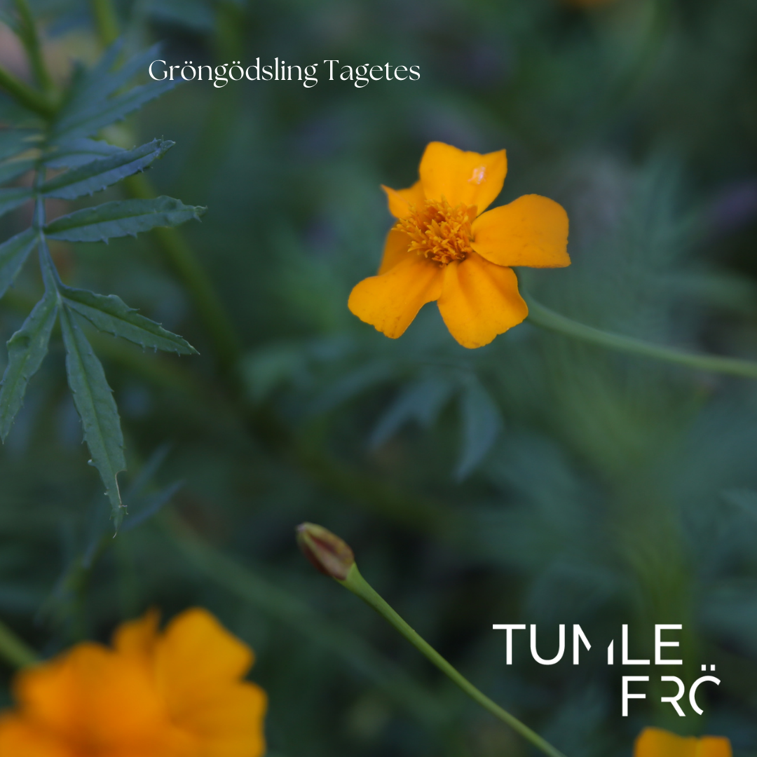 Gröngödsling Tagetes Frö