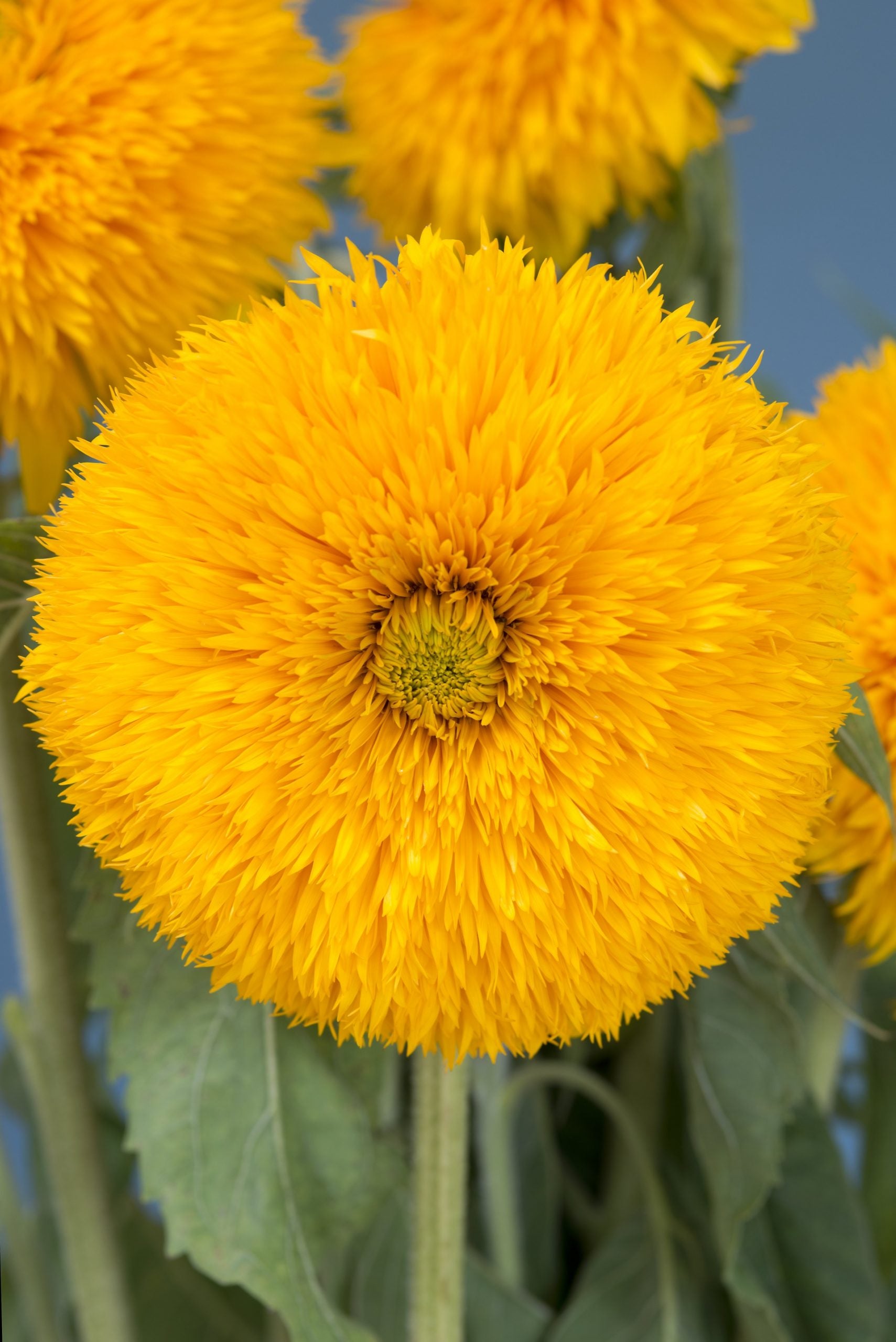 Solros Frö ´Double Sunking´