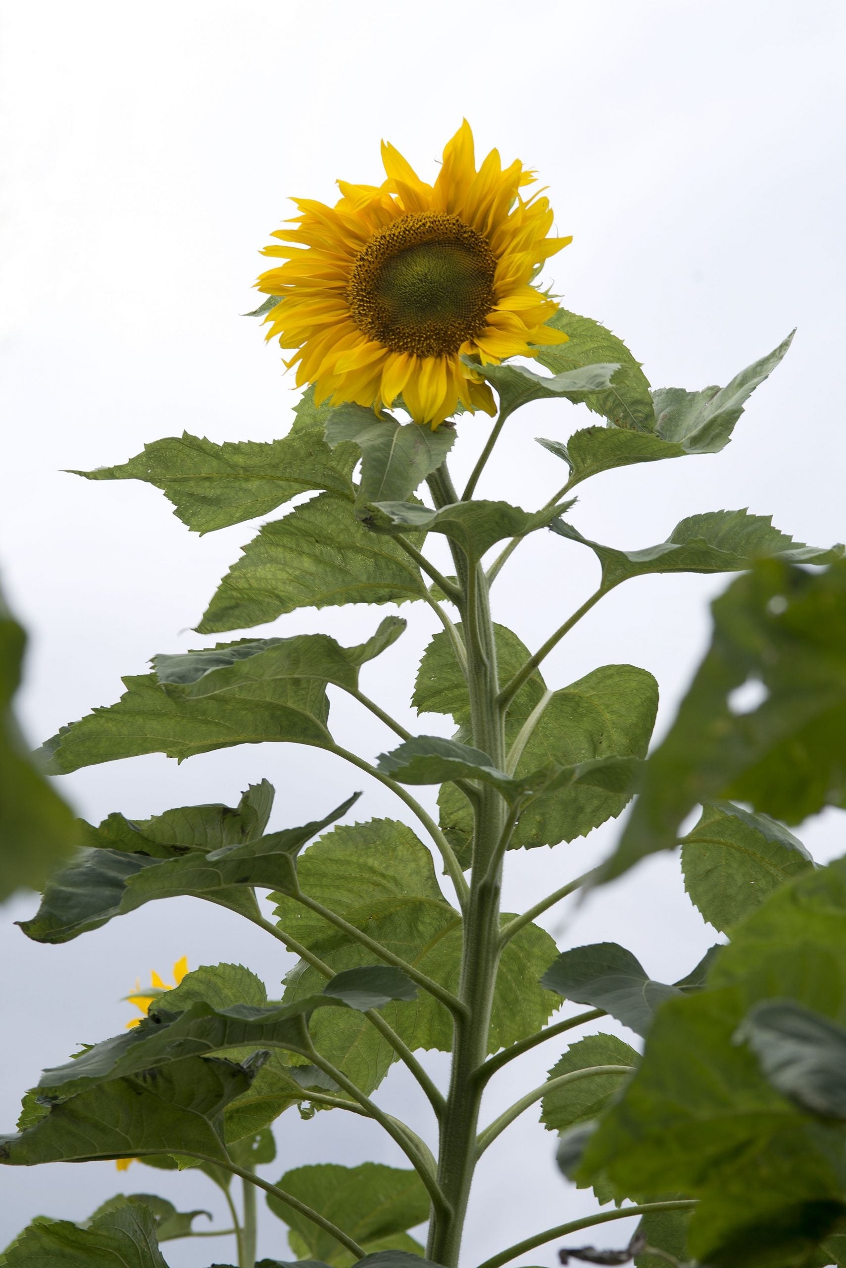 Solros Frö ´Mongolian Giant´