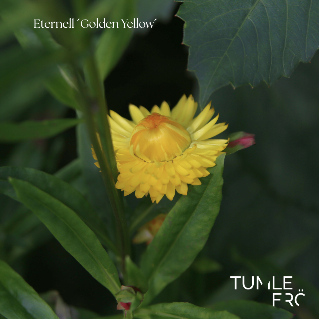 Eternell Frö ’Golden Yellow’ – Klar gula torkblommor – Tumle Frö