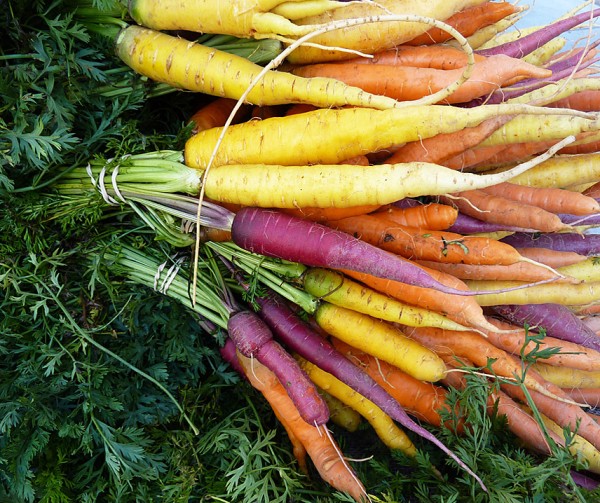 Morot frö Harlequin-Mix F1