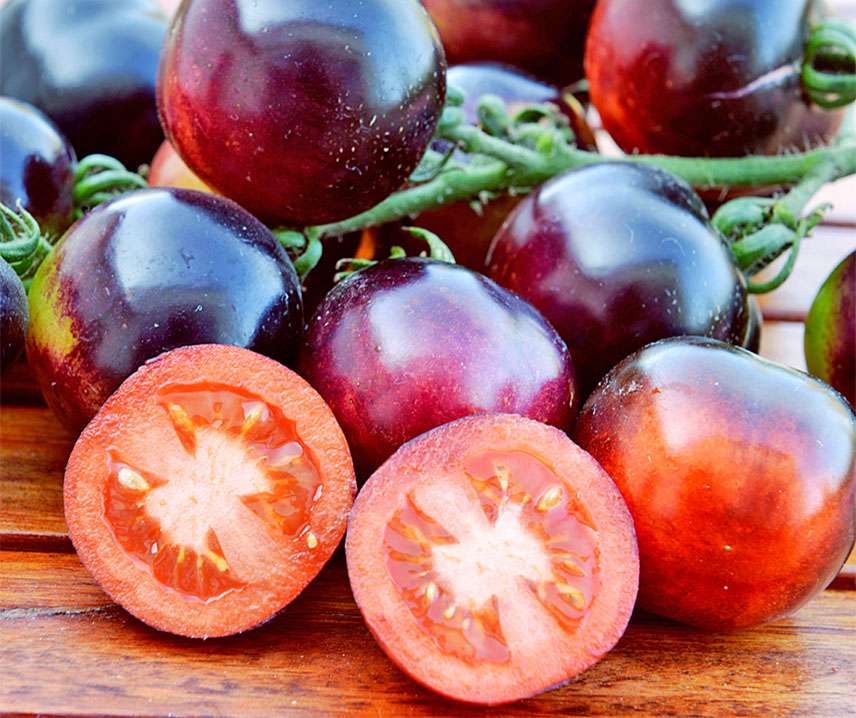 Tomat Frö ´Indigo Rose´