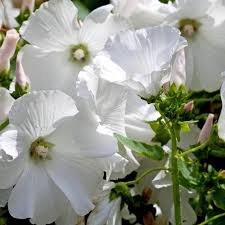 Sommarmalva Frö ´Mont Blanc´