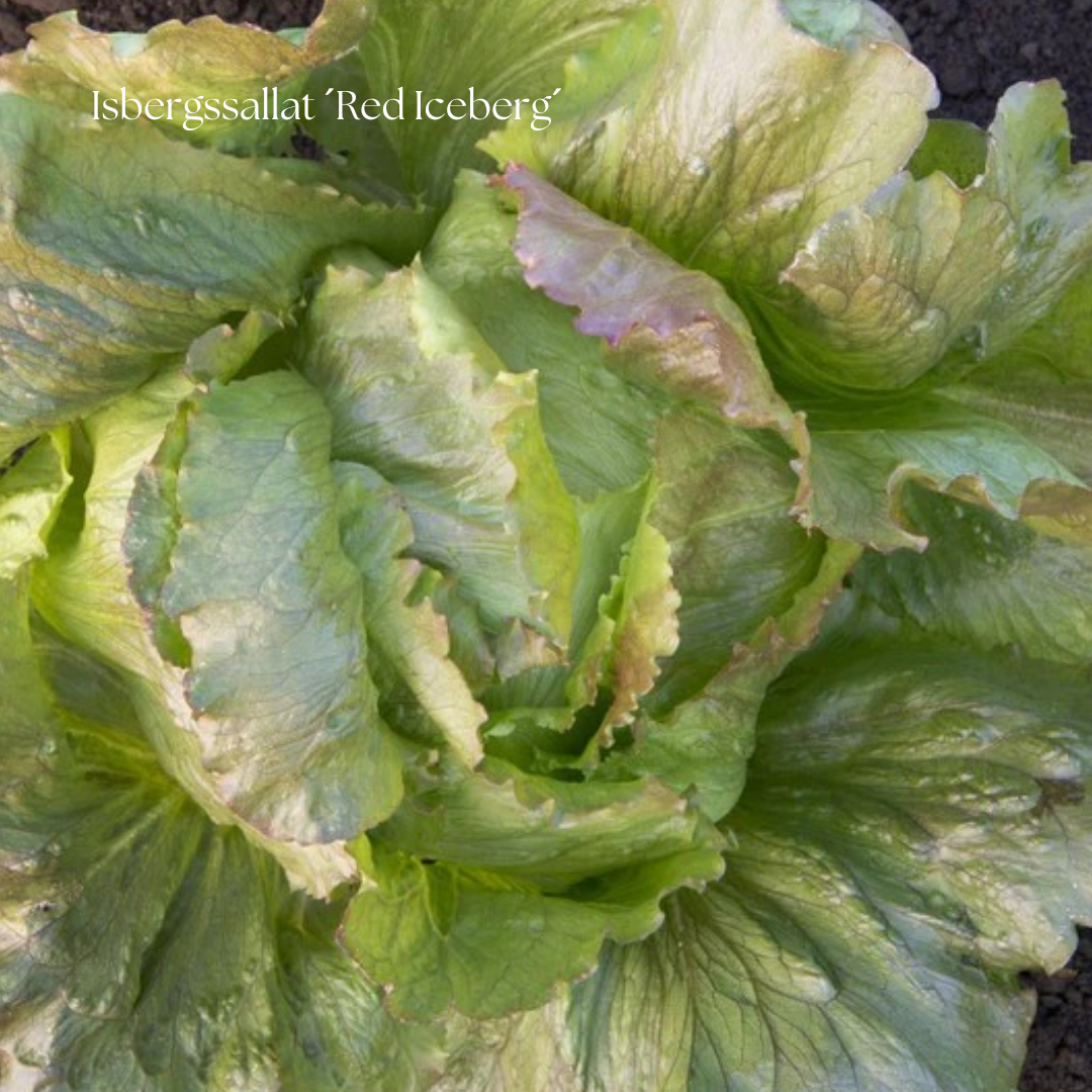 Isbergssallat Frö ´Red Iceberg´