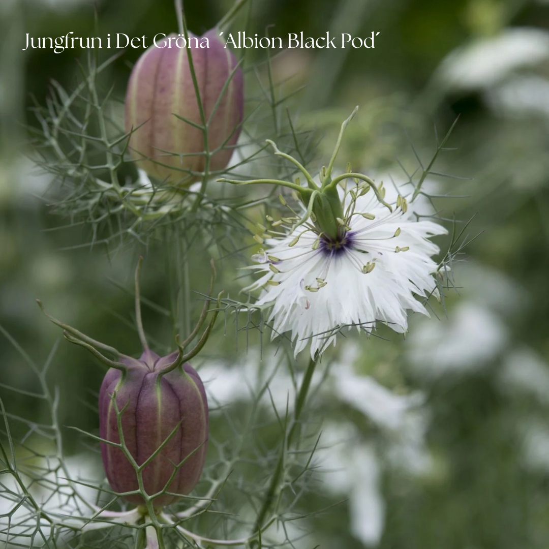 Jungfrun i Det Gröna Frö ´Albion Black Pod´