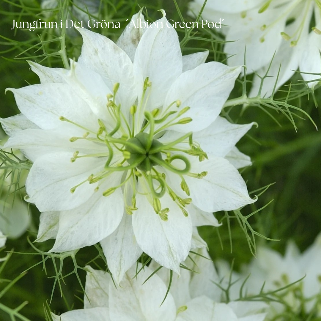 Jungfrun i Det Gröna Frö ´Albion Green Pod´