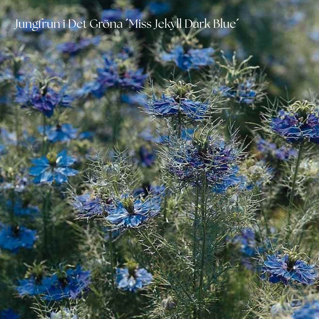 Jungfrun i Det Gröna Frö ´Miss Jekyll Dark Blue´