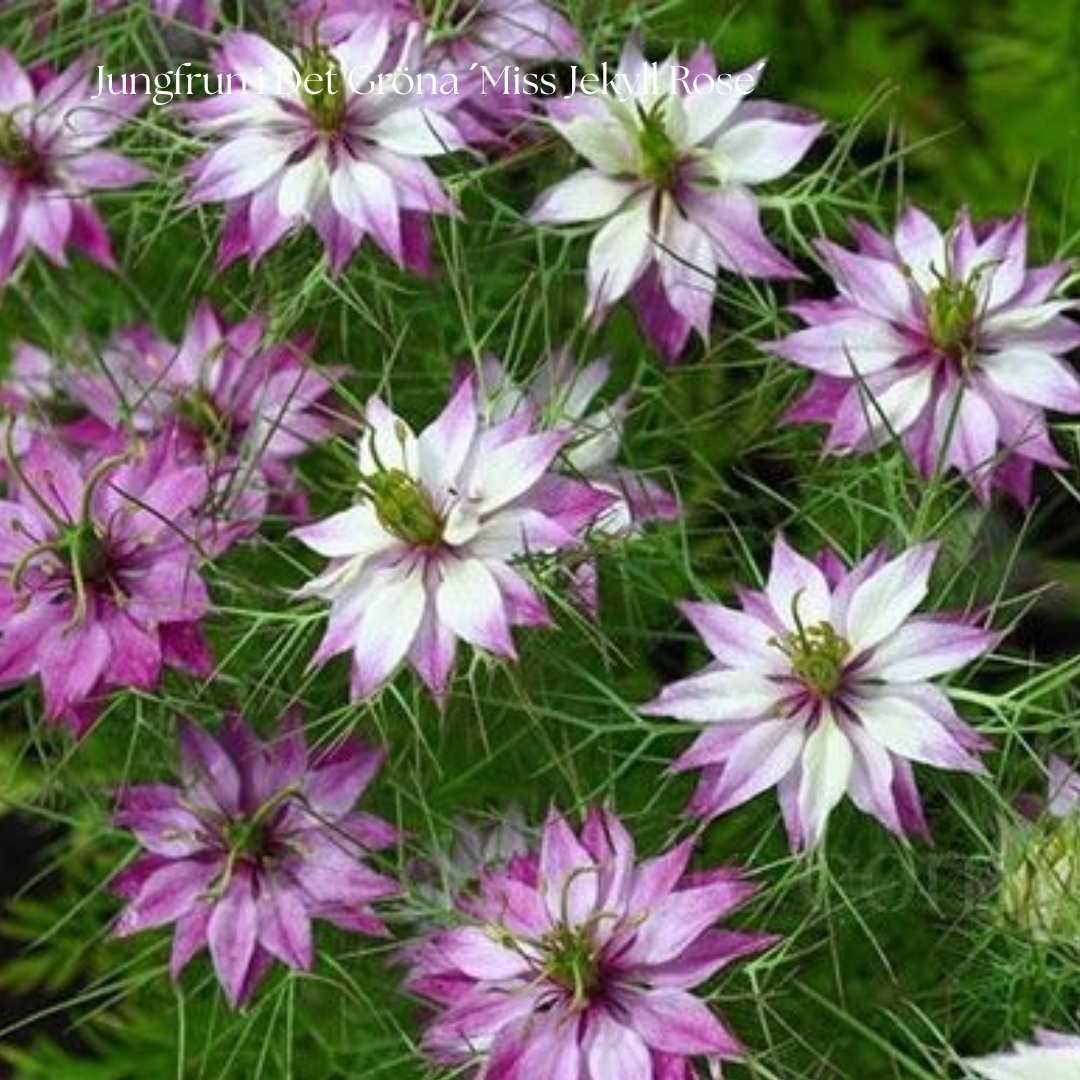Jungfrun i Det Gröna Frö ´Miss Jekyll Rose´