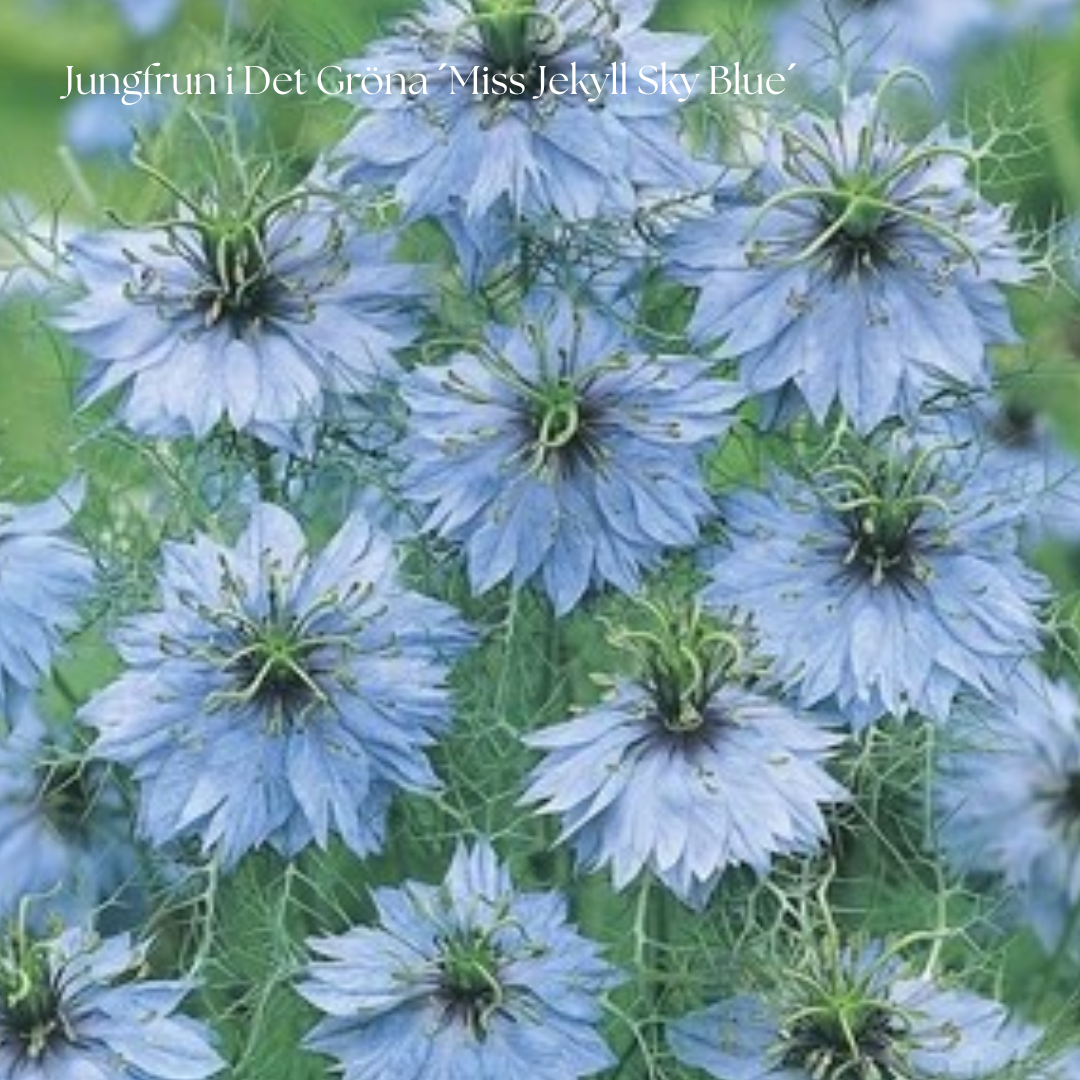 Jungfrun i Det Gröna Frö ´Miss Jekyll Sky Blue´